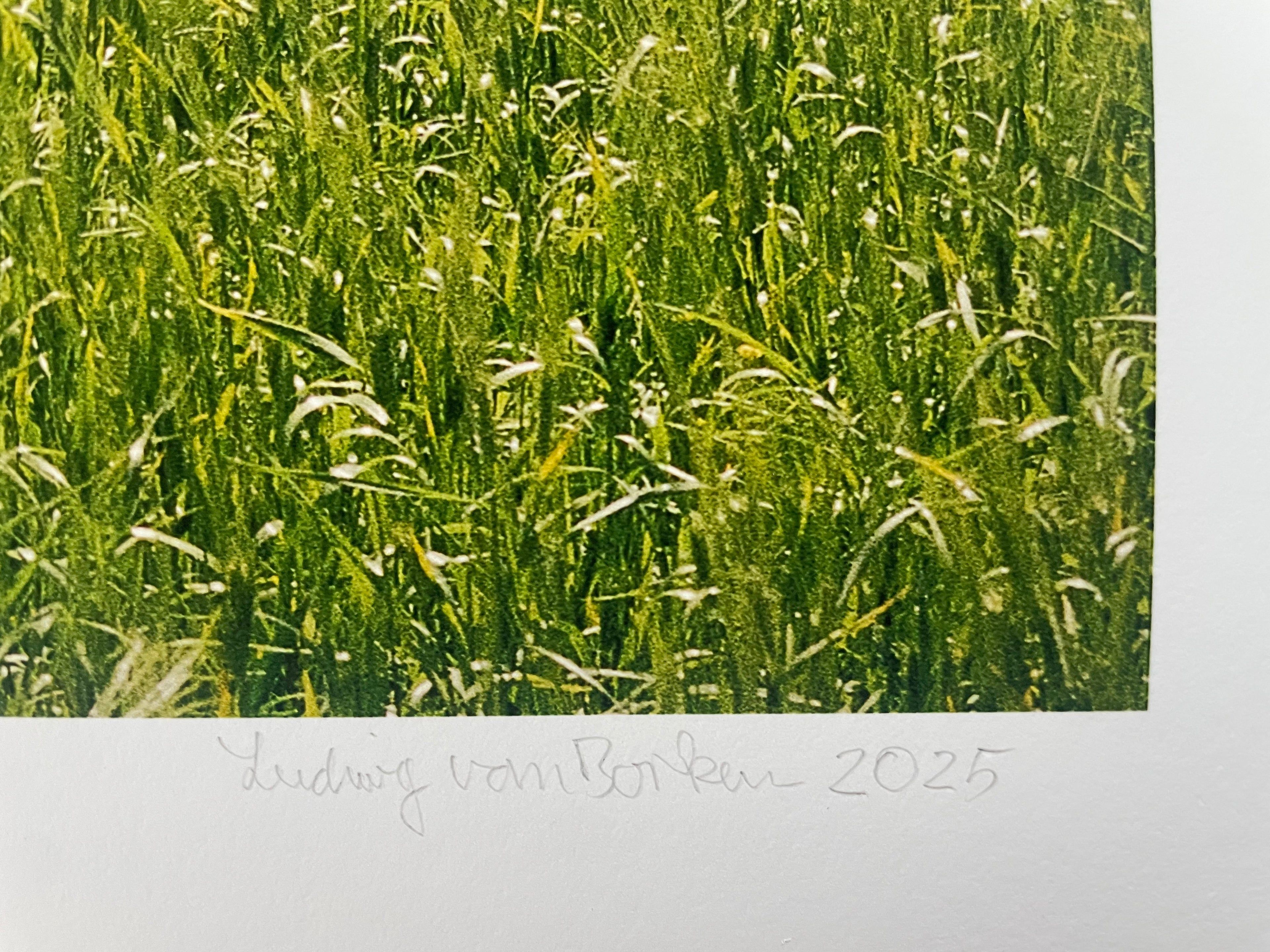 AMORE I - Roy Bianco & Die Abbrunzati Boys